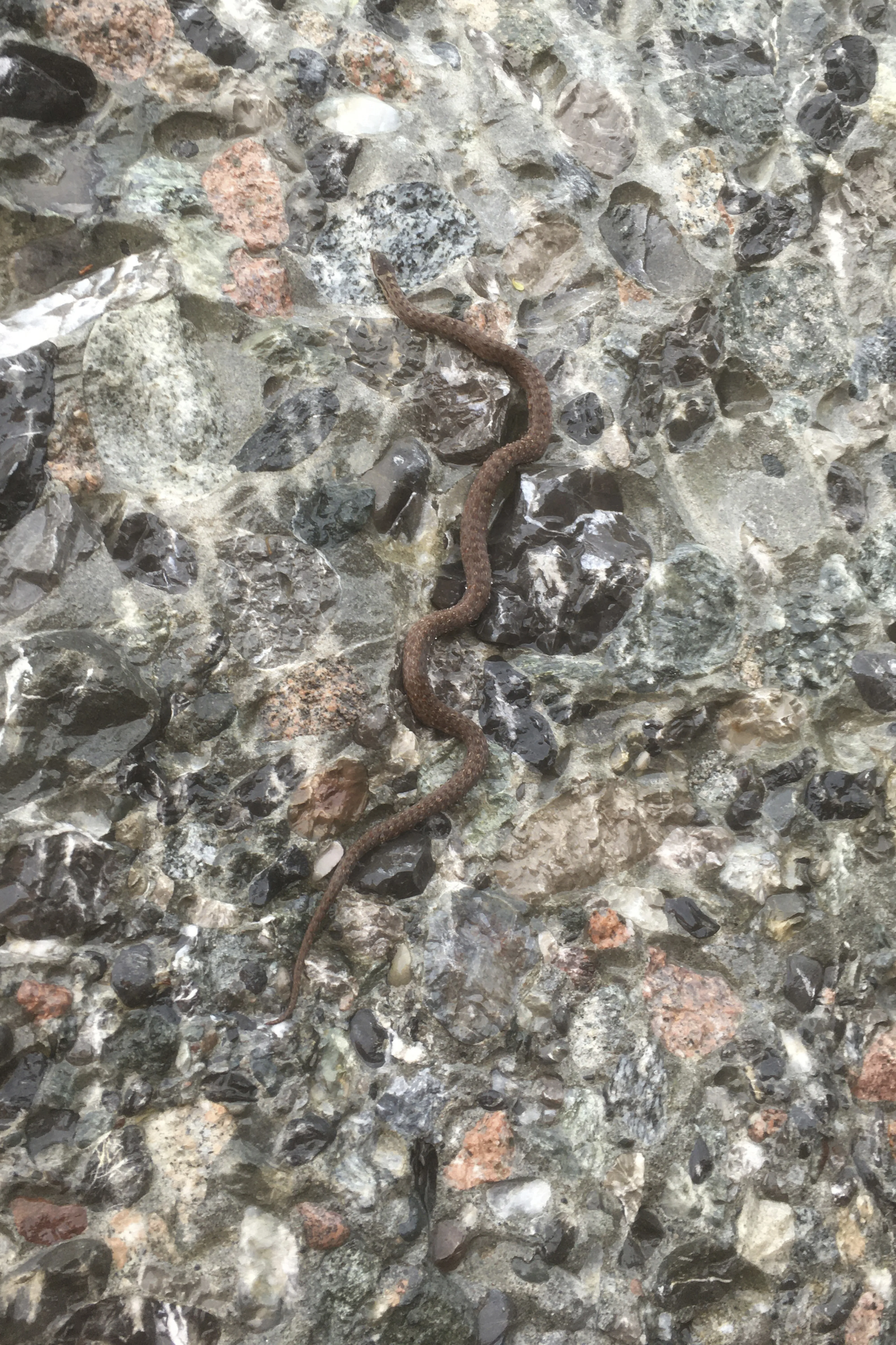 0406 20210629 Schlingnatter2