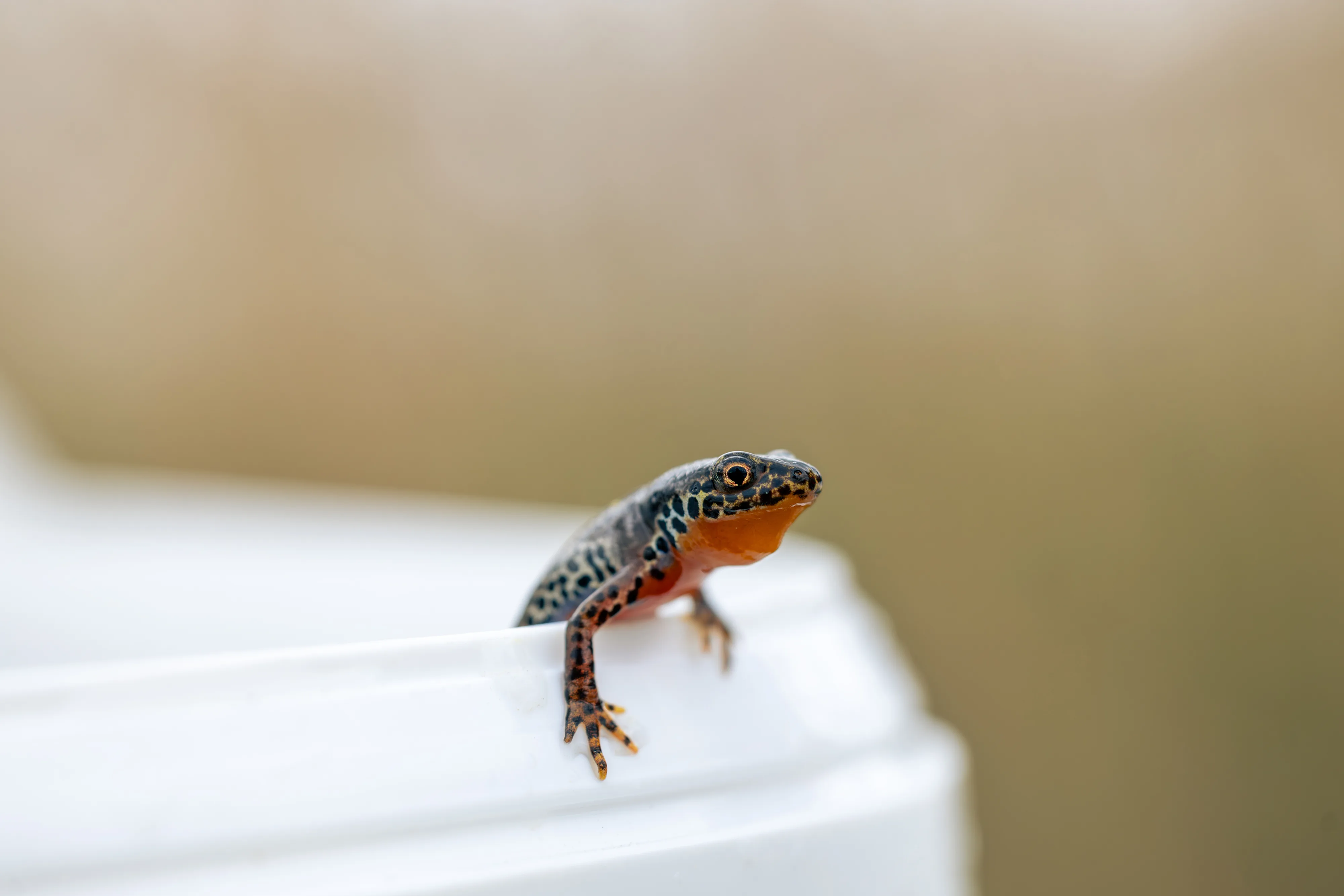 0913 01 A6327 Verbessert NR