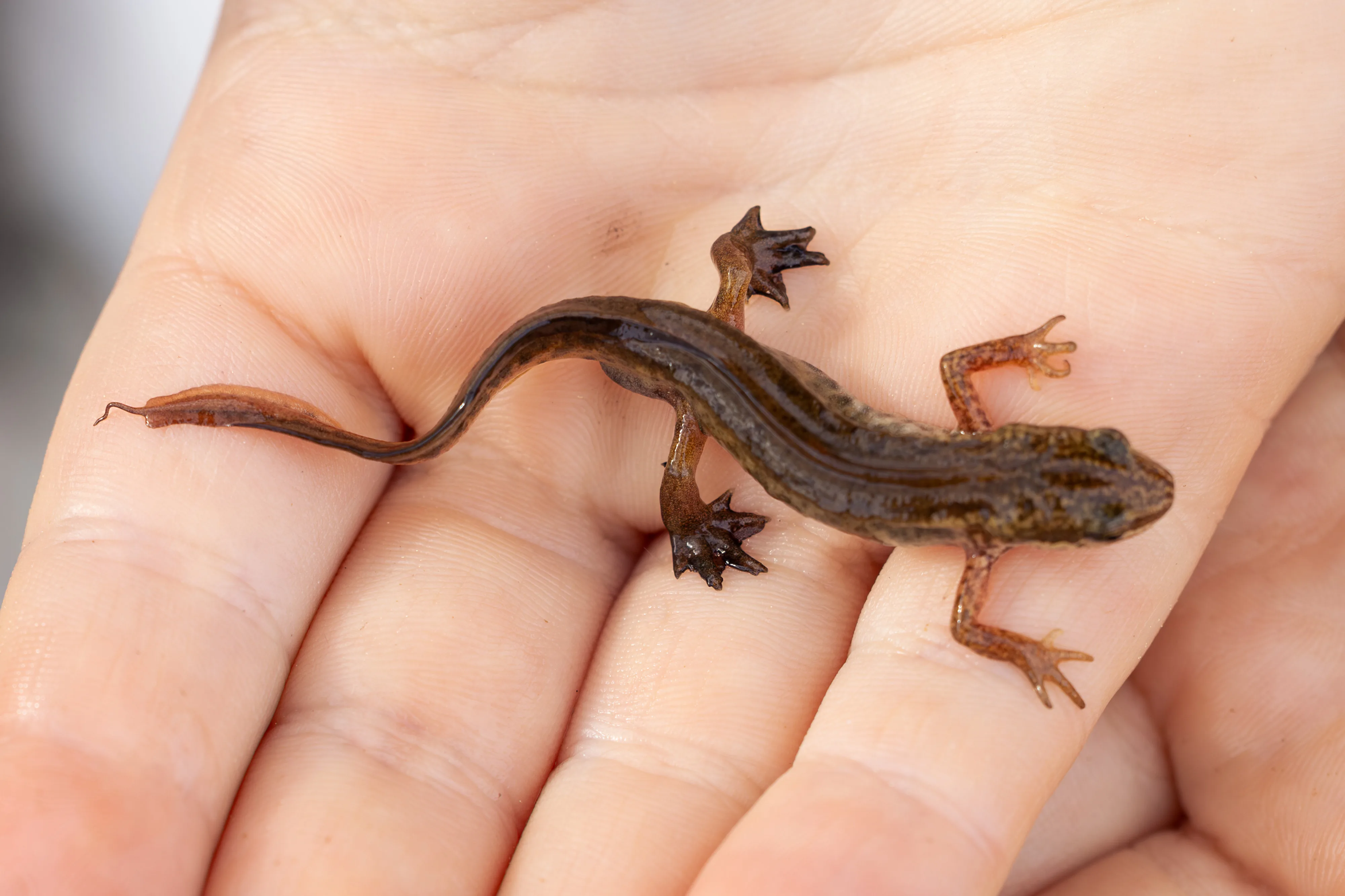 0913 01 A6330 Verbessert NR