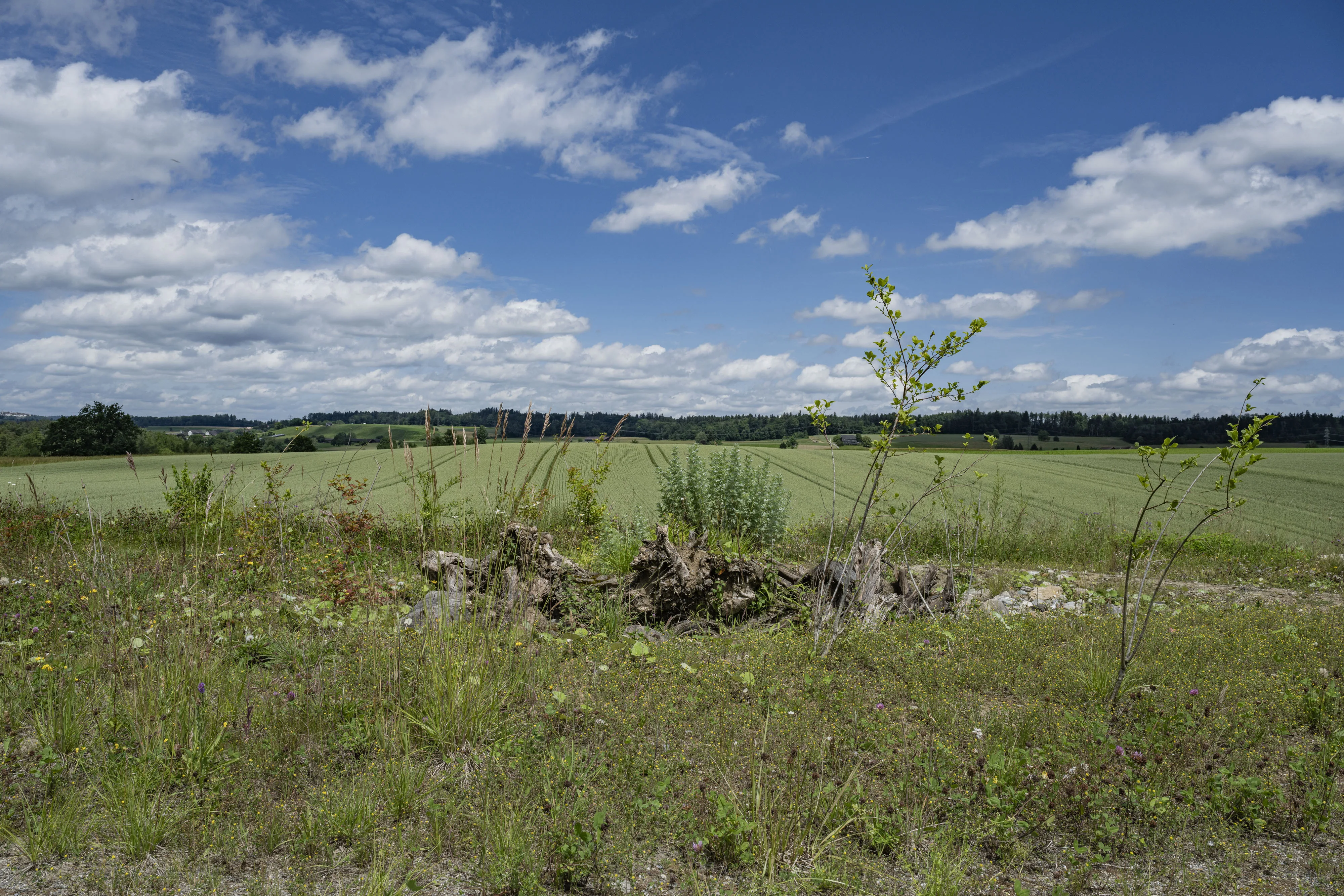 0914 katzensee 20240616 0691