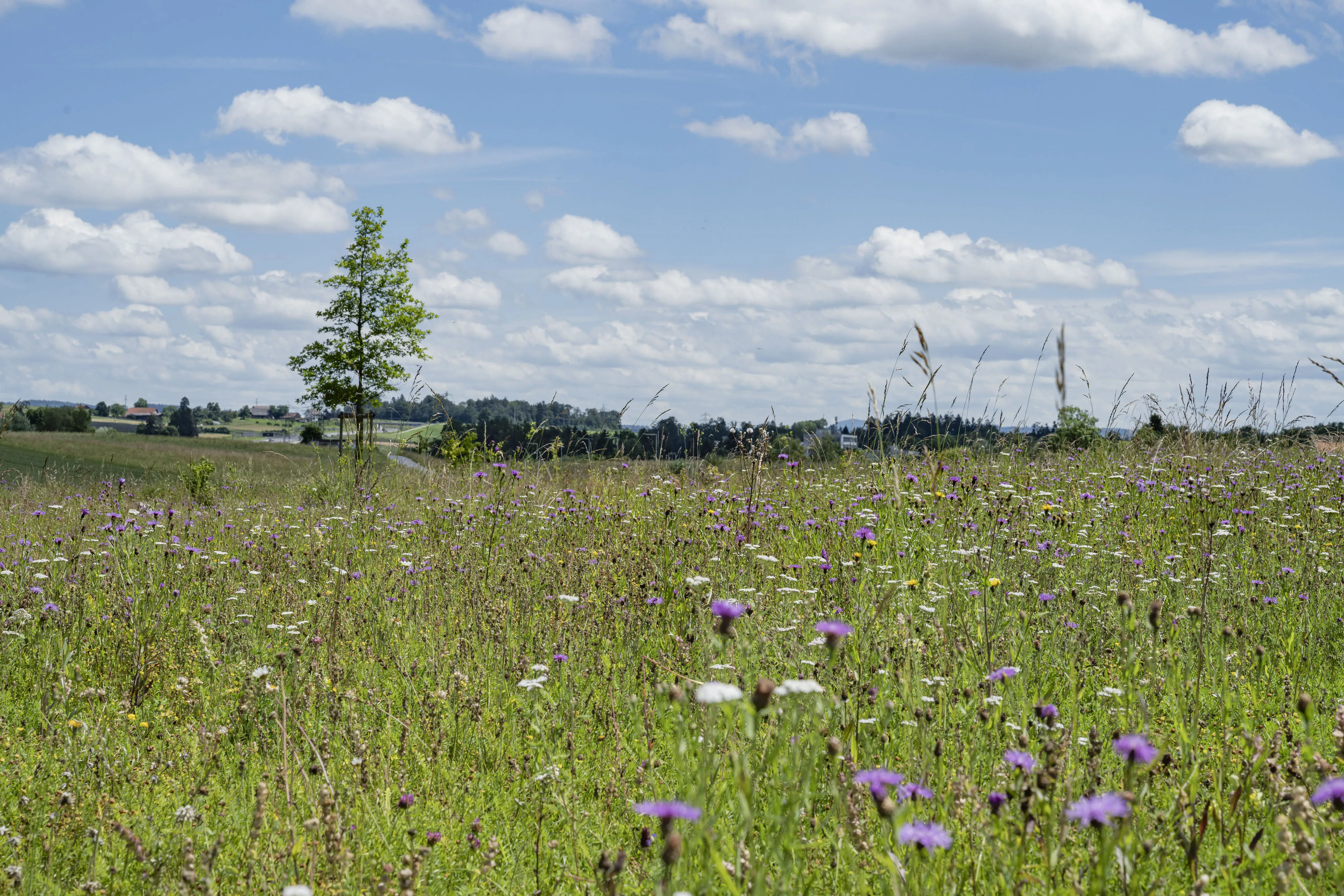 0914 katzensee 20240616 0682