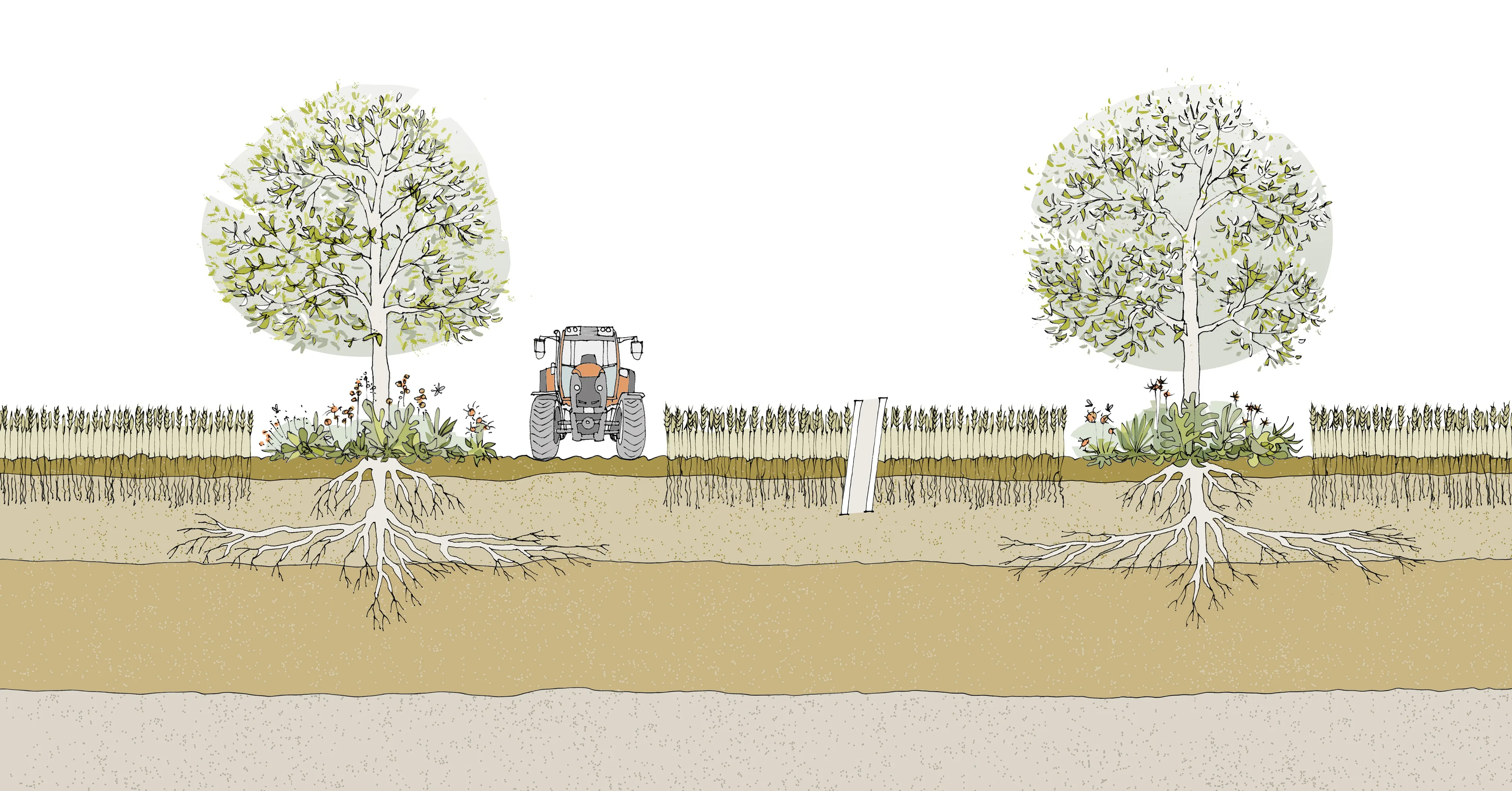 1008 agroforst prinzipschnitt