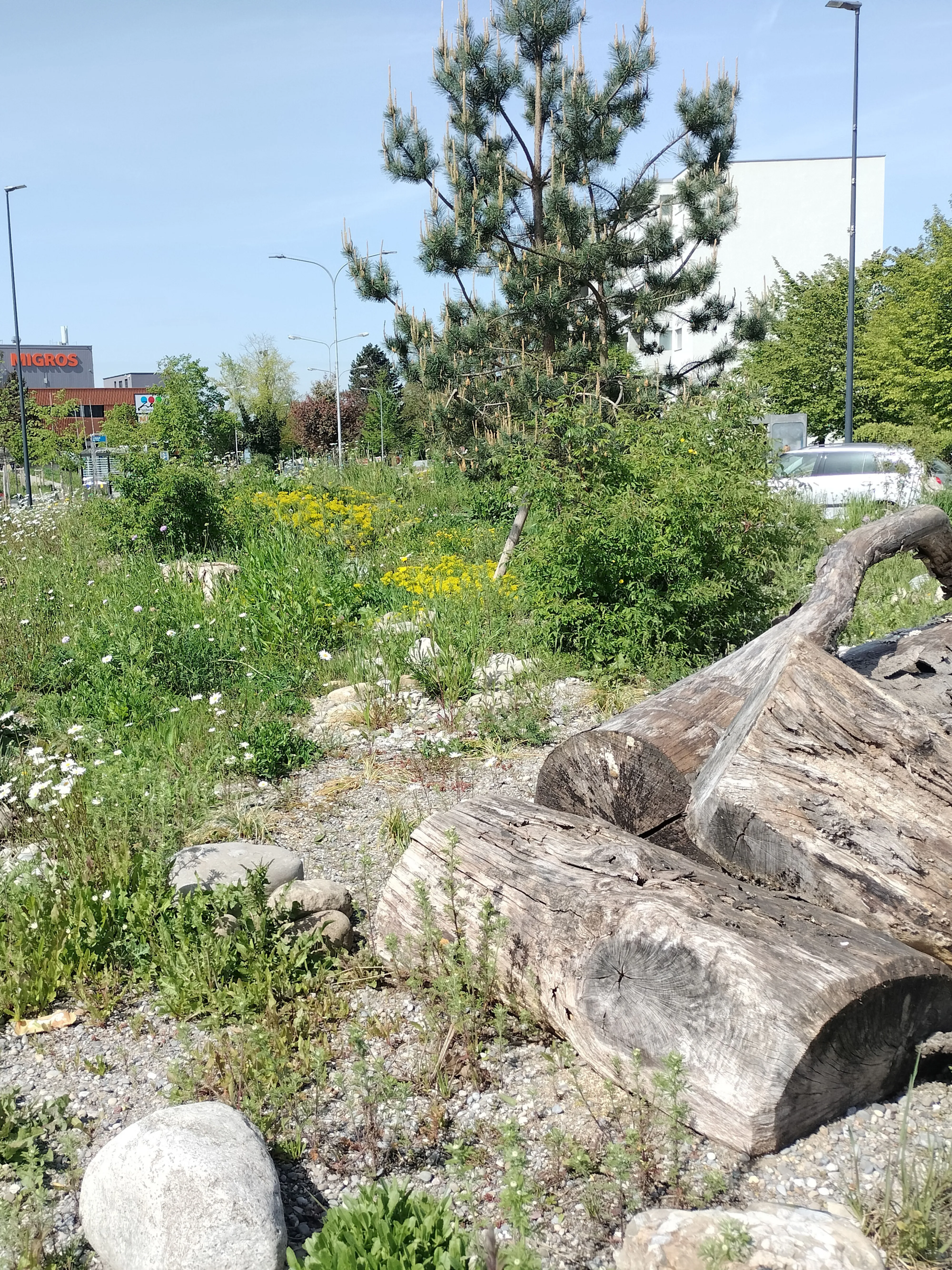 1632 Hero Ruderalflaeche mit Totholz